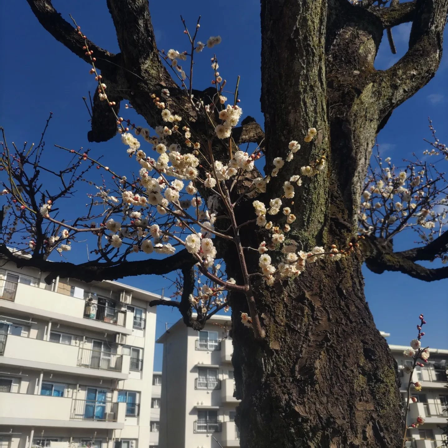 画像271