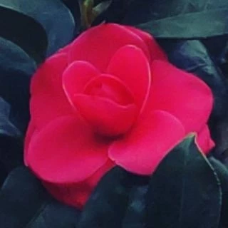 画像305